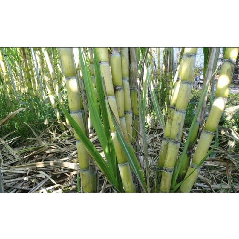 Sugarcane 2 Pcs SugarCane Cuttings Sweet Juicy Ready To Plant