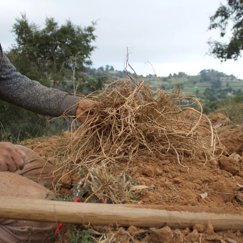 Guardianes del Chilcuague Heliopsis Extracto De Chilcuague 5 Unidades