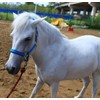 T TEKE Adjustable Horse Halters by Heavy Duty Soft Nylon,