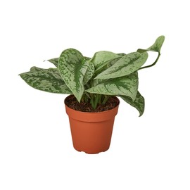House Plant Shop | Pothos 'Silver Splash' - 4" Pot | Live Indoor Plant | Easy to Care | Natural Décor Plant | Great Gifts| Free Care Guide