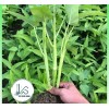 KS 200+ pcs TRIPLE-STEM WATER SPINACH SEEDS, Ong Choy, Kangkong,