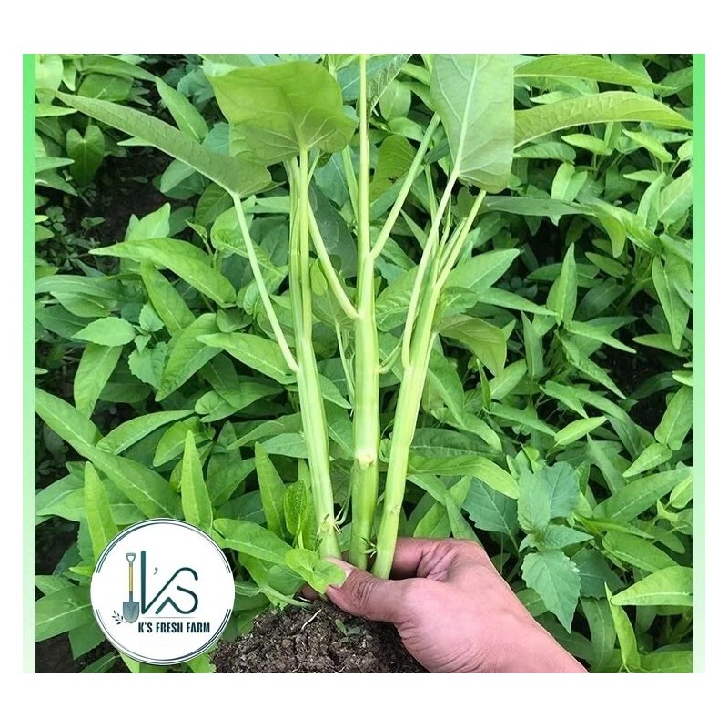 KS 200+ pcs TRIPLE-STEM WATER SPINACH SEEDS, Ong Choy, Kangkong,