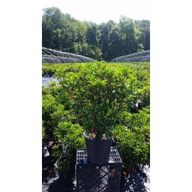 Live plant from Green Promise Farms Kalmia LAT Glow' (Mountain Laurel) Evergreen, 3-Size Container, Raspberry Pink Flowers