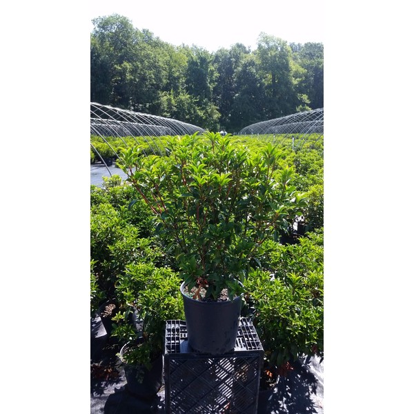 Live plant from Green Promise Farms Kalmia LAT Glow' (Mountain