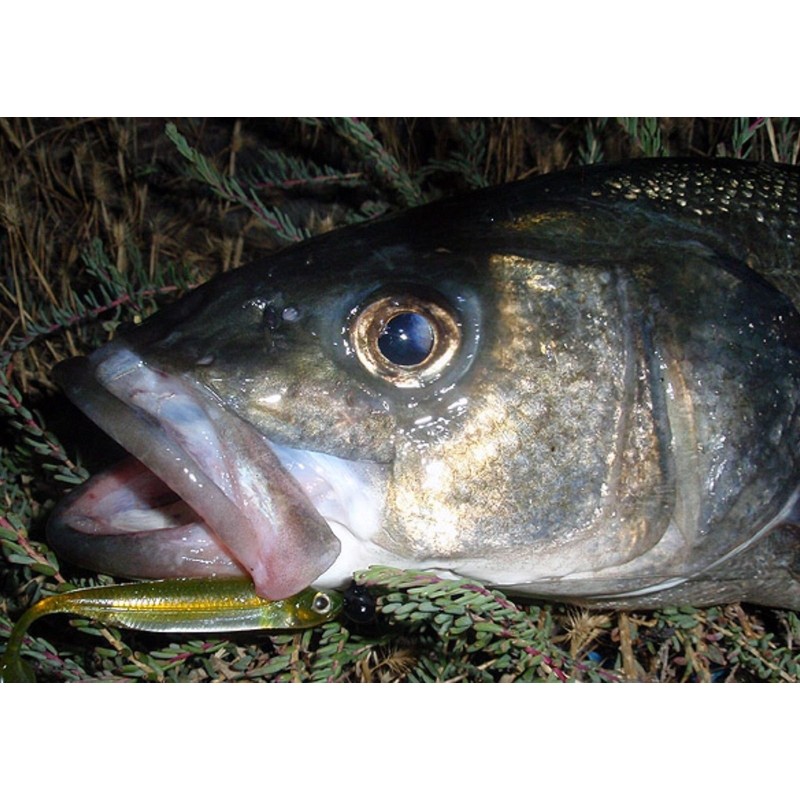 Fish Arrow Flash-J Split 3 Lure, 06 Kosan Ayu/S