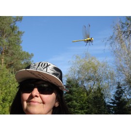 DRAGONFLY WINGMAN Clip-On Natural & Organic Concept Deer and Horse Fly Deterrent - Designed in Canada