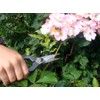 Okatsun 207 Matsuha Shears, BP Included