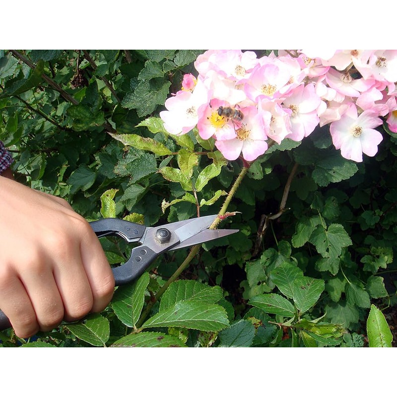 Okatsun 207 Matsuha Shears, BP Included