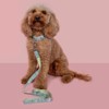 YöL 120cm Lead & Pet Collar With Green Dog Print