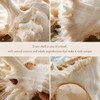 Natural Conch Shell, Real Large Conch Shell, Sea Shells for