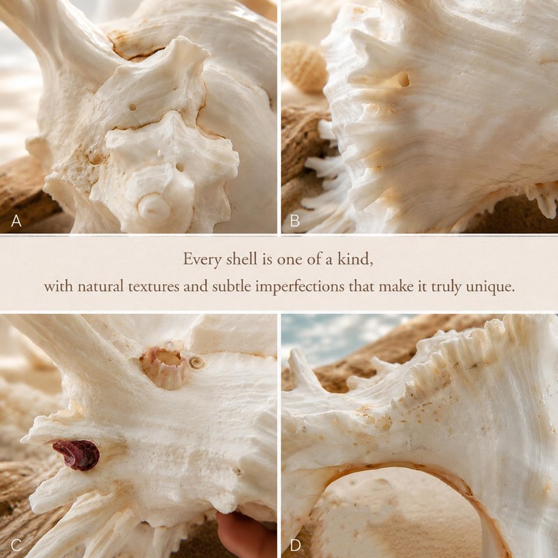 Natural Conch Shell, Real Large Conch Shell, Sea Shells for