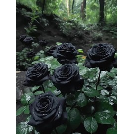 200 seeds Home Rose Planting Plan: Fill Your Days with the Fragrance and Beauty of Flowers!