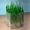 Organic Cat Grass Kit 3 Pack | Non GMO Mixed