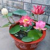 30pcs Bowl Lotus Seeds Hydroponic Plant Flower Seed Four Seasons