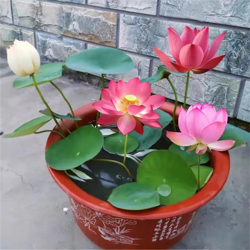 30pcs Bowl Lotus Seeds Hydroponic Plant Flower Seed Four Seasons