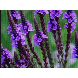 Flowers American blue vervain Verbena hastata Native perennial 500 seeds FRESH from 2023