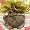 Toad Hollow HomeStyles Large Toad Planter 7" H Holds 4"