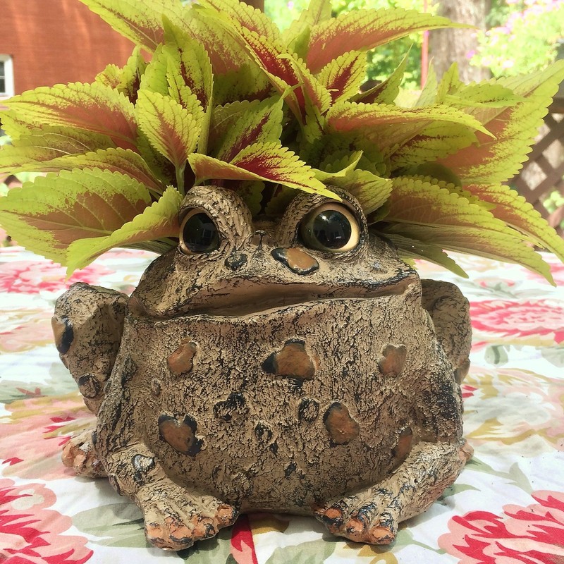 Toad Hollow HomeStyles Large Toad Planter 7" H Holds 4"
