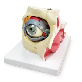 HADWYN 3X Enlarged Human Eye Orbital Anatomical Model, 13 Parts Eyeball Orbital Model Showing Optic Nerve Cornea Iris Lens and Vitreous Body with Stand for Medical Classroom Teaching Research