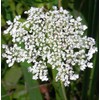 QUEEN ANNE LACE ~White~ "Daucus Carota, Bishops Flower, Wild Carrot"Annual