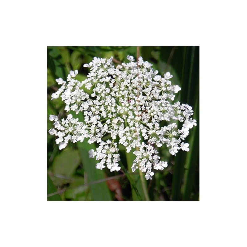 QUEEN ANNE LACE ~White~ "Daucus Carota, Bishops Flower, Wild Carrot"Annual