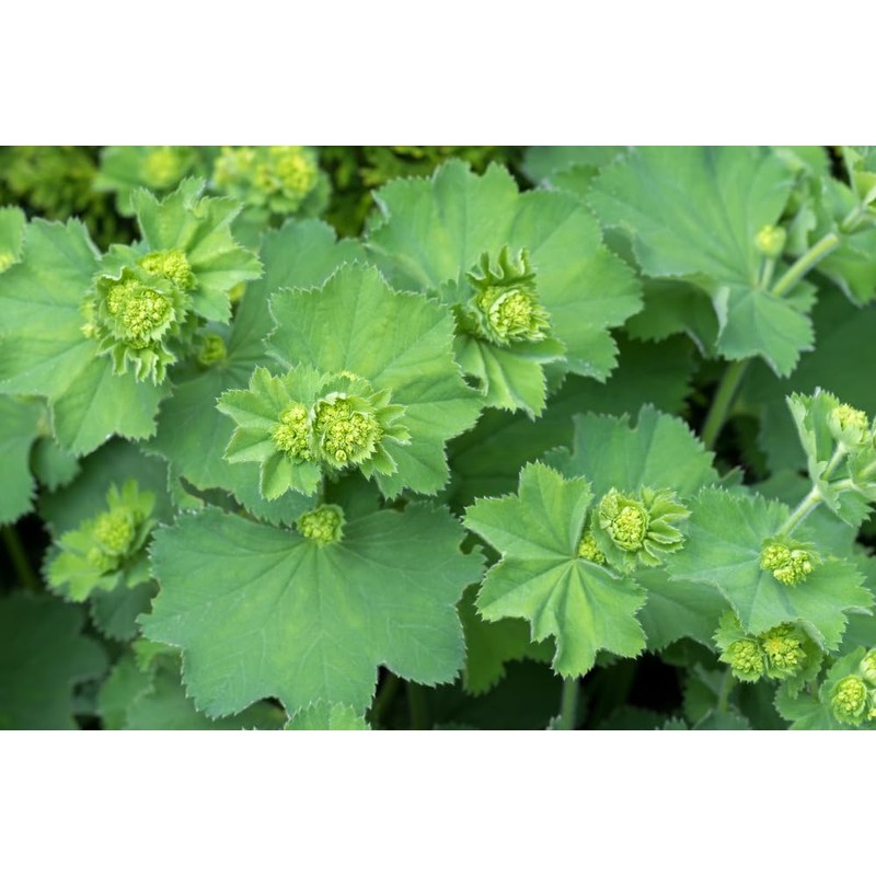 Lowhill Valley Lady's Mantle Herb Herbal Tea - Nature's Magic
