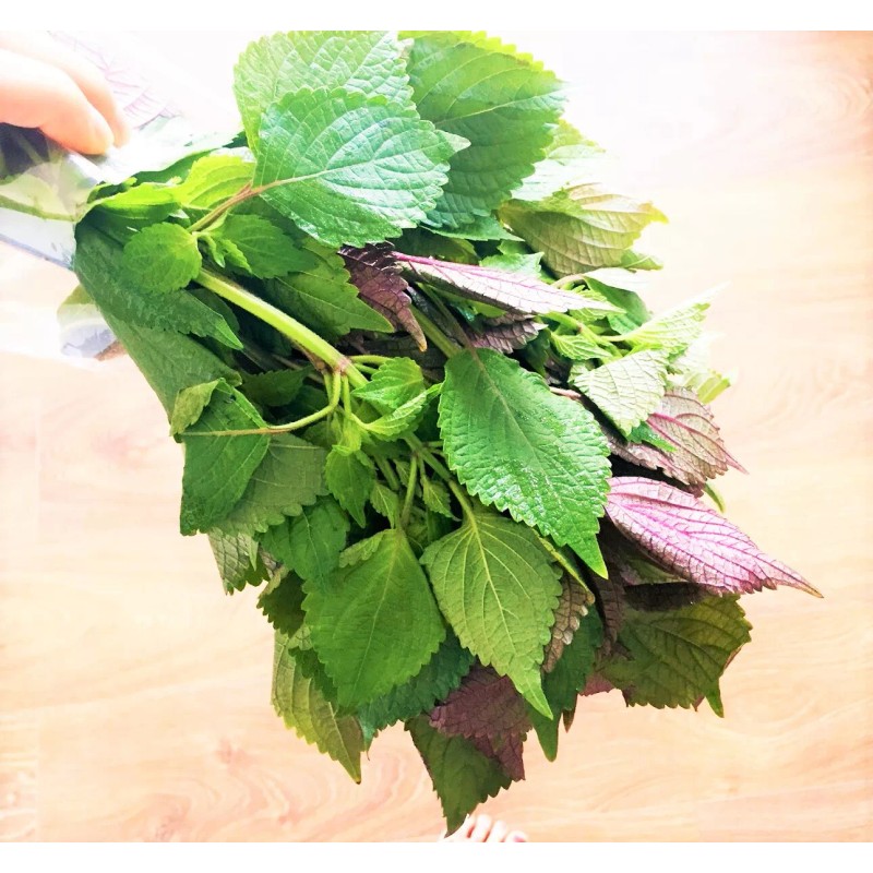 TomorrowSeeds Vietnamese Perilla (Shiso) Seeds | La Tía Tô Asian