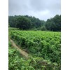Domestic roasted black bean tea, black bean water substitute tea,