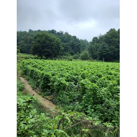 Domestic roasted black bean tea, black bean water substitute tea, Cheongunnarae 100g, 1 piece / 국산 볶은 작두콩차 작두콩 물대용차 청운나래 100g, 1개