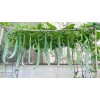 Inherited seeds 10 Snake Gourd Seeds Heirloom, Organic, Non-GMO, Grown