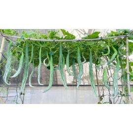 Inherited seeds 10 Snake Gourd Seeds Heirloom, Organic, Non-GMO, Grown in USA