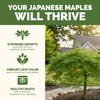 Japanese Maple Fertilizer – Liquid Plant Food for Vibrant Color,