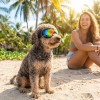 Gafas Negras Para Perros, Raza Pequeña, Resistentes A Los Ra