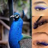 EMEDA Self-Fanning Volume Eyelashes, Colourful Blue, 0.07 mm, D Curl,