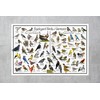 Where's Wildlife Backyard Birds of Vermont Bird Identification Poster Divided