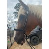 black side pull hackamore with a whoa bitless bridle attachment