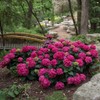 Blooming & Beautiful - Summer Crush Bigleaf Hydrangea - Endless