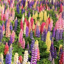 TomorrowSeeds - Russell Mix Lupine Seeds - 100+ Count - for 2025 Planting Lupinus Rainbow Lupin Large Leaf Bluebonnet Cold Hardy Perennial USA Garden Flower Grow Your Own Home Farm Patio Healthy