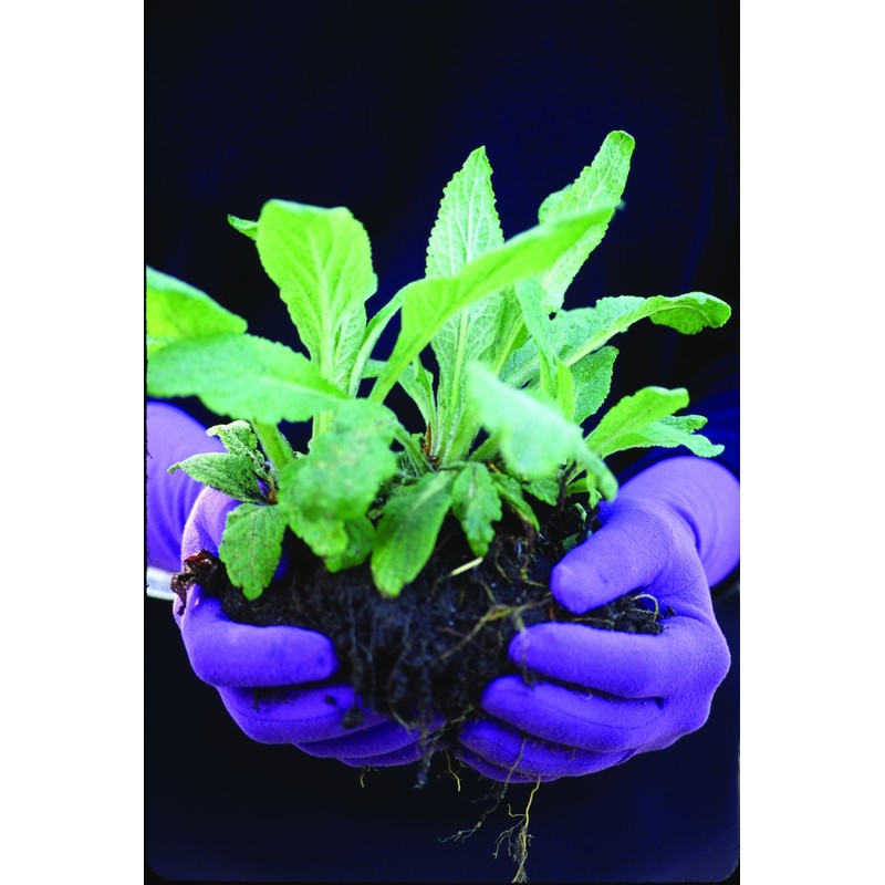 Foxgloves Original Gardening Gloves (Periwinkle Blue, Small)