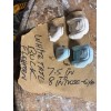 GLORIOSO WILDLIFE MOUNTS TAXIDERMY FLEHMEN WHITETAIL DEER MOUTH PIECE SET