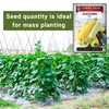 Sow Right Seeds - Bulk Mixed Zucchini Seeds for Planting