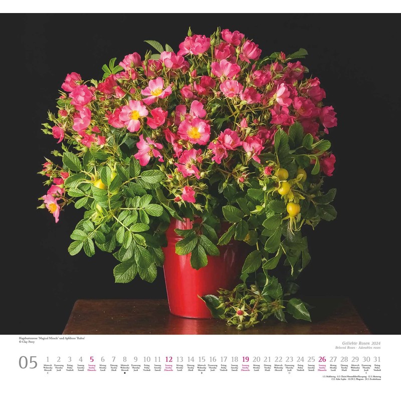 Kal. 2024 ...geliebte Rosen