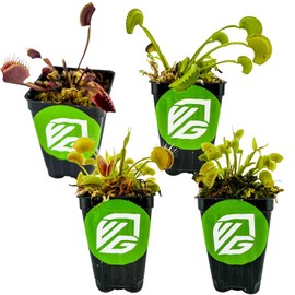 Fly Trap Live Carnivorous Plant - Dionaea muscipula - Wellspring Gardens Starter Plant (Bundle (1 King Henry + 1 Venus + 1 Dente + 1 Akai Ryu))