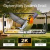 Freeseason Window BirdFeeder with Camera, 2K HD Video & AI