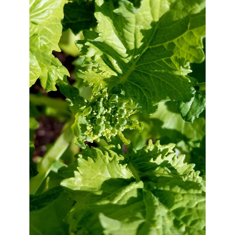 TomorrowSeeds - Broccoli Rabe (Rapini) Seeds - 1000+ Count -