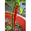 30 Semillas Chile Cayenne Pimienta Roja Nuevas Autenticas
