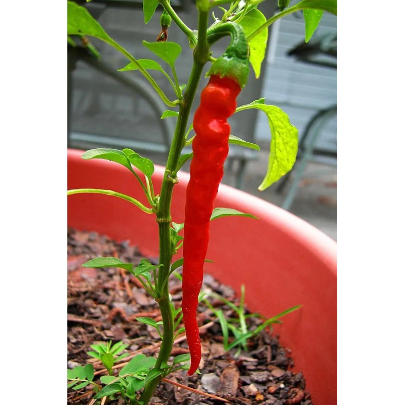 30 Semillas Chile Cayenne Pimienta Roja Nuevas Autenticas