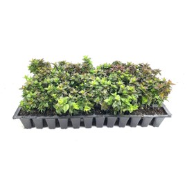 Abelia Chinensis Rose Creek - 10 Live Plants - Flowering Deer Resistant Butterfly Attracting Shrub