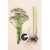 Herba Organica Herba Organica Valerian Root - Valeriana Officinalis L