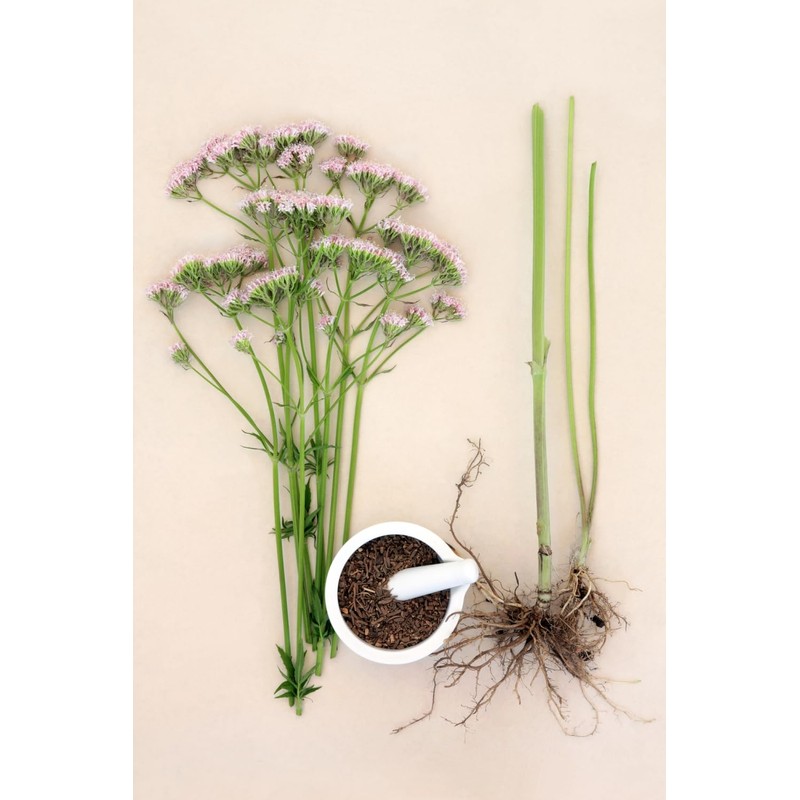 Herba Organica Herba Organica Valerian Root - Valeriana Officinalis L